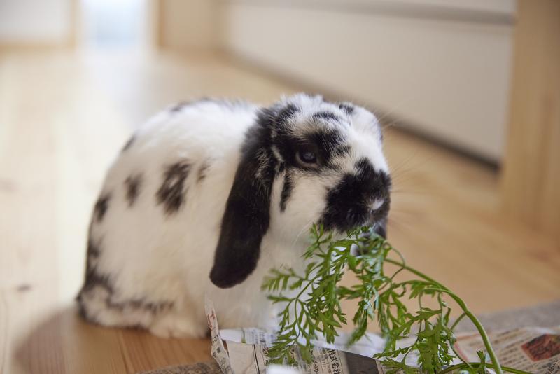 ペットと暮らす心地いい家|匂いが気にならない空間設計|仕切らずに家族がつながる住まい