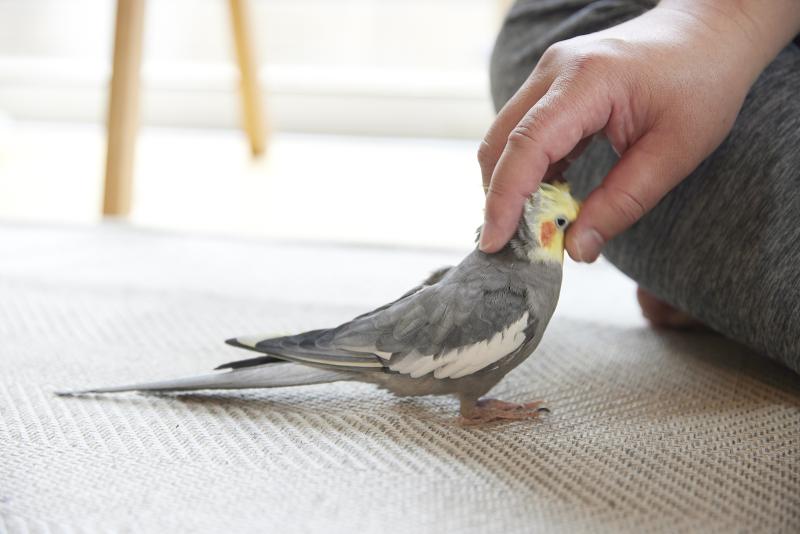 ペットと暮らす心地いい家|匂いが気にならない空間設計|仕切らずに家族がつながる住まい